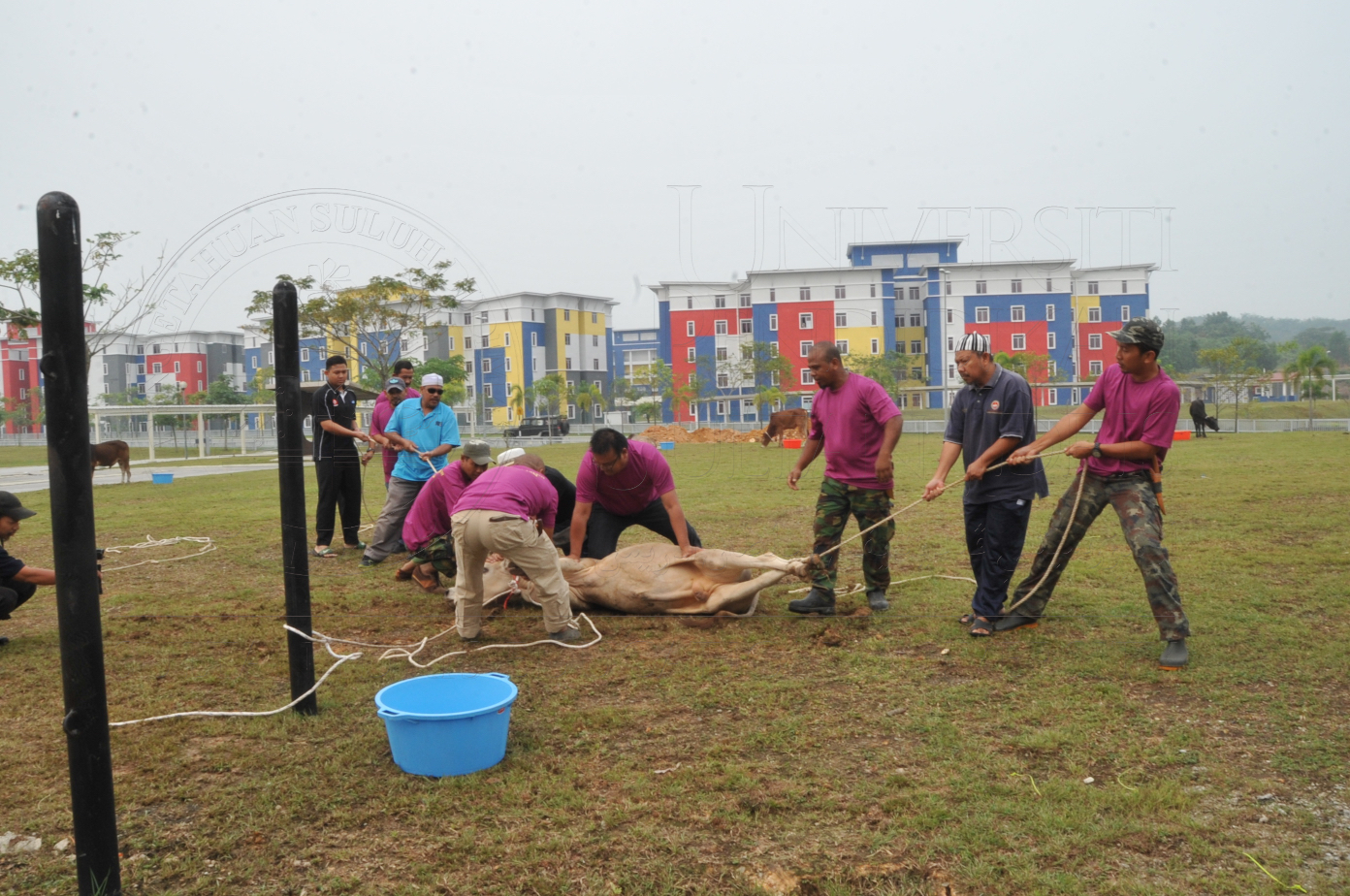 PRO15 150 KORBAN HAS 6676